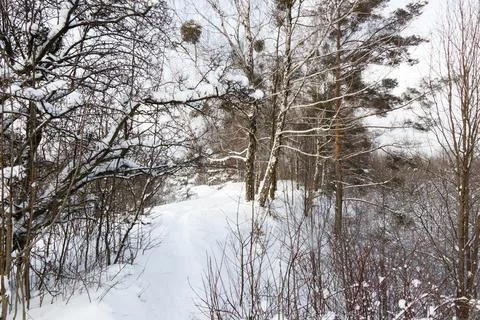 View of a snowy forest in winter Stock Photos