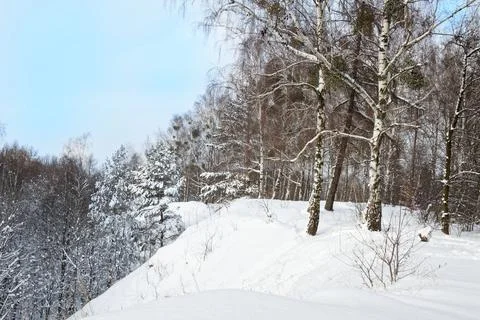 View of a snowy forest in winter Stock Photos
