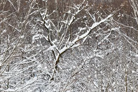 View of a snowy forest in winter Stock Photos