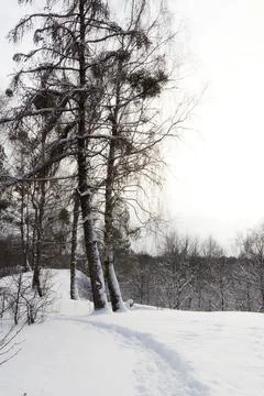View of a snowy forest in winter Stock-Fotos