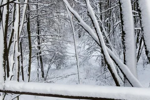 View of a snowy forest in winter Stock Photos