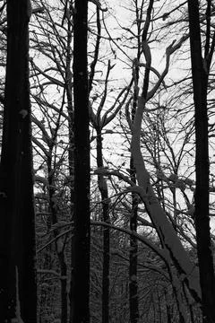 View of a snowy forest in winter Stock Photos