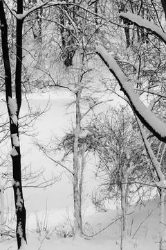 View of a snowy forest in winter Stock Photos