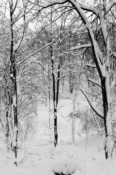 View of a snowy forest in winter Stock-Fotos