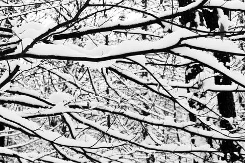 View of a snowy forest in winter Stock Photos