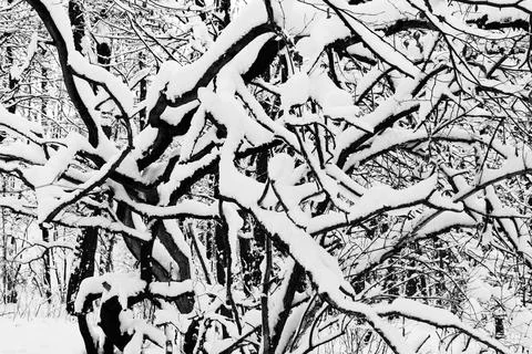 View of a snowy forest in winter Stock Photos