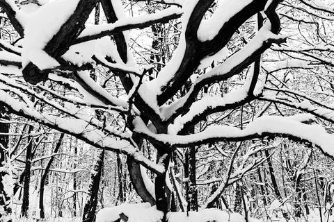 View of a snowy forest in winter Stock Photos