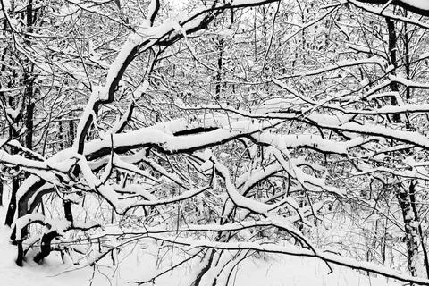 View of a snowy forest in winter Stock Photos