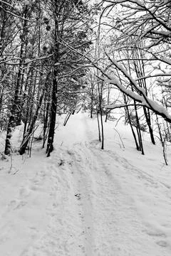 View of a snowy forest in winter Stock Photos