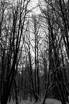 View of a snowy forest in winter Stock Photos