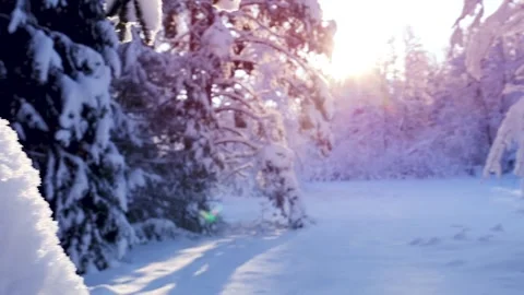 View of the snowy forest in wintertime. Stock Footage 260233341