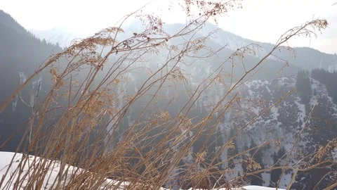 View of snowy mountains through dry grass. Stock Footage 274715361