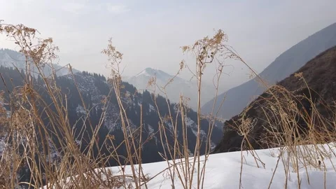 View of snowy mountains through dry grass. Stock Footage 274715371