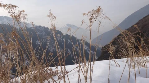 View of snowy mountains through dry grass. Stock Footage 274715399