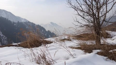 View of snowy mountains with trees and dry grass. Stock Footage 274715366