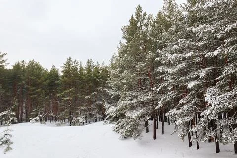 View of the snowy pine forest at winter Stock Photos