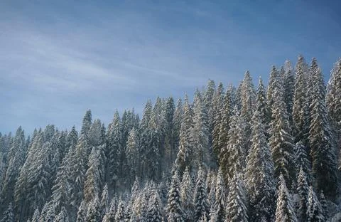 View of snowy pine trees forest with blue sky on mountain with copy space Stock Photos