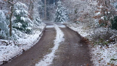 View on a snowy road in a forest Stock-Footage 89003261