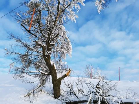 View of a snowy tree with icicles close-up on a background of blue sky. Stock Photos