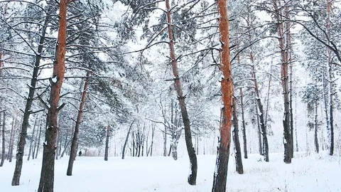 A view on snowy treetops in forest. Stock Footage 115353256
