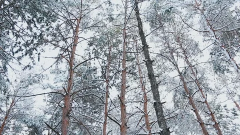 A view on snowy treetops in forest Stock Footage 115353869