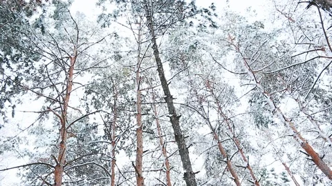 A view on snowy treetops in forest. Stock Footage 115646716