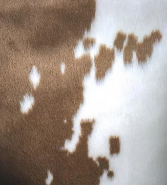View of soft cowhide texture showing a natural brown and white spotted patt.. Fotos Stock