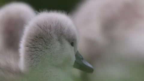 View of soft downy feathers of a young bird in France. 스톡 동영상 333524268