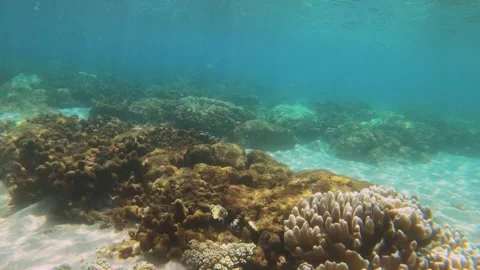 View of soft leather finger corals with hard corals and rock covered by algae un Stock Footage 242998011