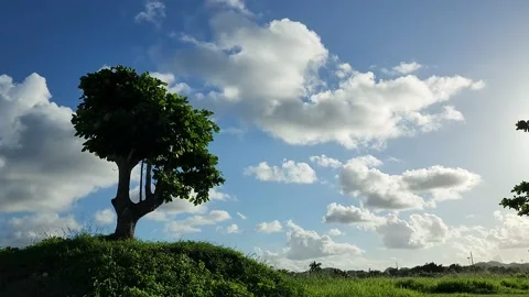 View of Solitary Tree with Clouds in the Background 库存影片 224192119
