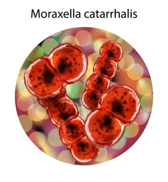 View of some bacteria or cells under a microscope Stock Illustration