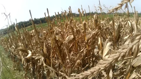 View of some burnt parts of the corn field Stock Footage 306645237