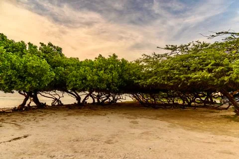 View of some Divi Tree at the Eagle Beach in Aruba Stock Photos