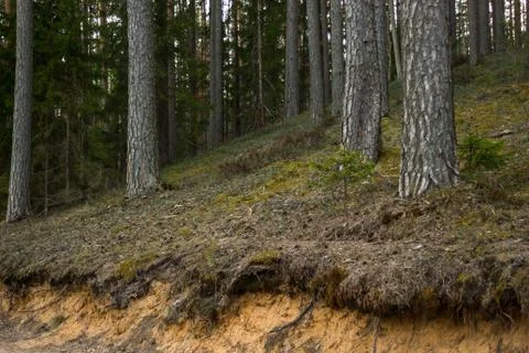 The View of Some Open Tree Roots in the Forest Stock-Fotos