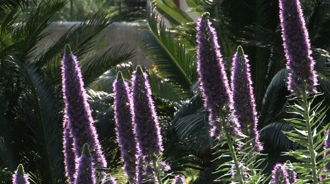 A view of some purple flowers Stock Footage 56803305