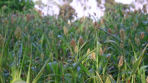 A view of sorghum fields swinging in the winds 60 FPS FHD Stock Footage 130795939