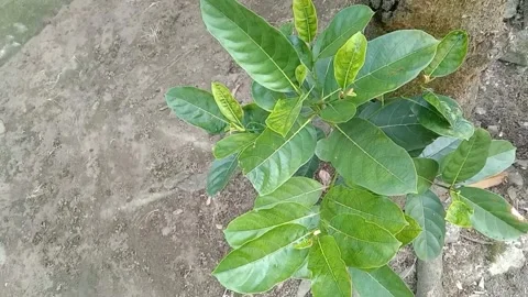 A view of soursop fruit trees Stock Footage 238796500