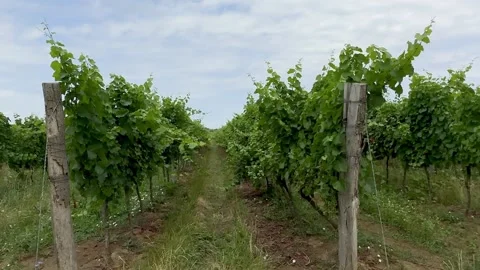 View of South Moravian Vineyards on Cloudy Summer Day Stock Footage 291526257