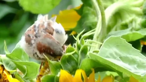 View of the sparrow Stock Footage 236697643