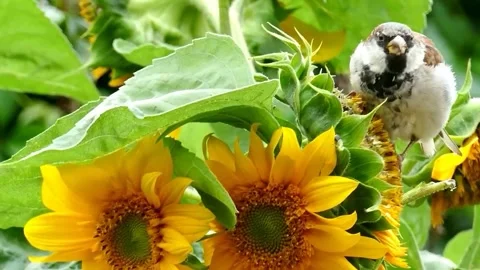 The view of the sparrow Stock Footage 236697688