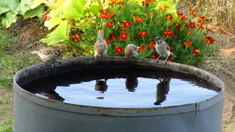 View of the sparrows Stock Footage 236697712