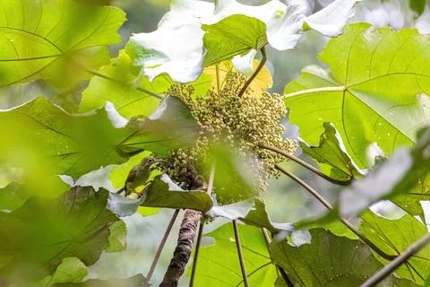 View of a spectacled spiderhunter, identified by distinctive bright yellow .. Fotos Stock