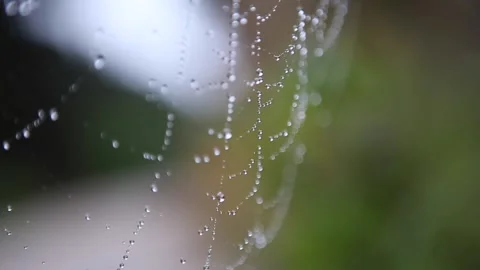 View of spider web after rain Stock Footage 148884128