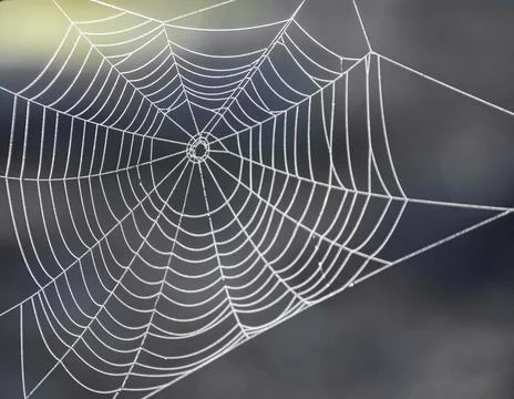 View of a spider web in small dew drops in spring. Foto stock