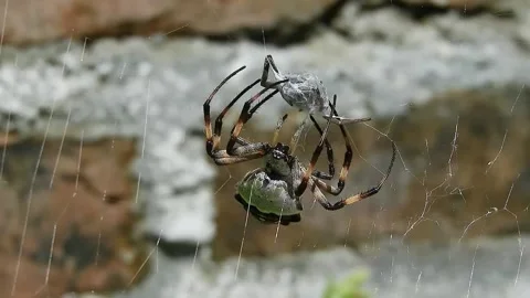 View of spiders Stock Footage 236648847