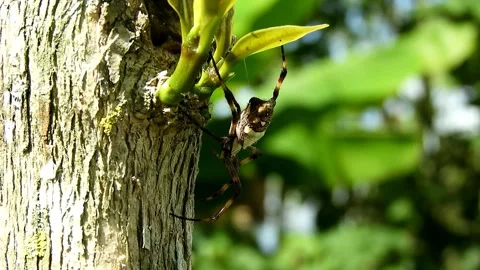 A view of spiders in the forest Stock Footage 236648302