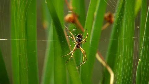 A view of spiders in the garden Stock Footage 236648299