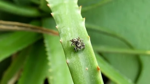View of spiders in the garden Stock Footage 236648439