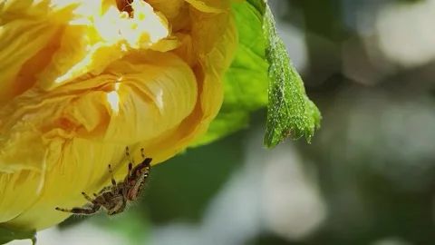 View of spiders in the garden Stock Footage 236648589