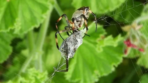 View of spiders in the garden Stock Footage 236648677